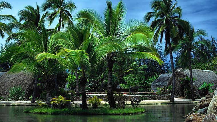 пальмовые деревья, Остров Оаху - обои на рабочий стол