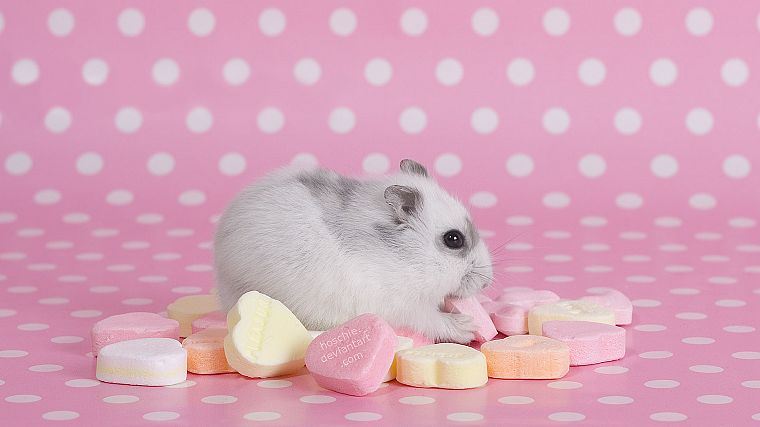 розовый цвет, хомячки, сердца, конфеты - обои на рабочий стол