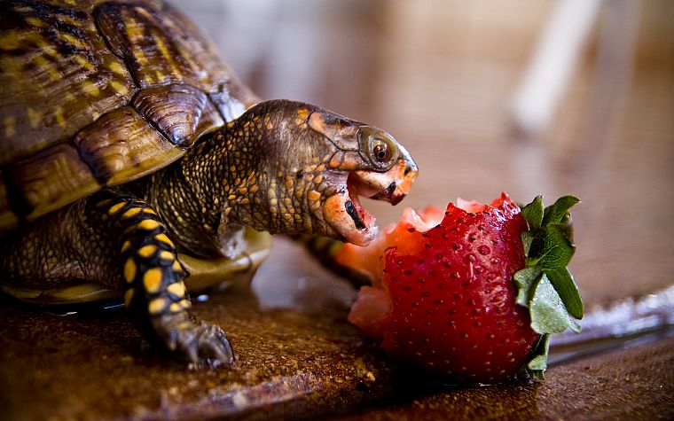 черепахи, клубника, питание - обои на рабочий стол