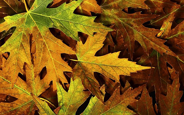 природа, осень, листья, кленовый лист, опавшие листья - обои на рабочий стол