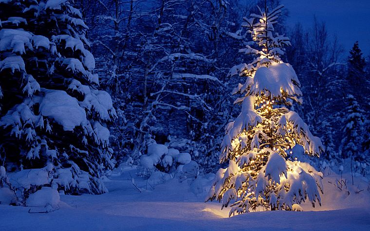 снег, деревья, огни - обои на рабочий стол