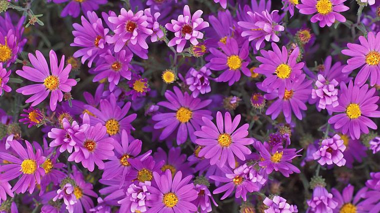природа, цветы, фиолетовые цветы - обои на рабочий стол