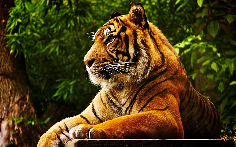 леса, животные, тигры, кошачьи - обои на рабочий стол