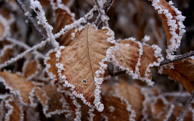 зима, листья, мороз - обои на рабочий стол