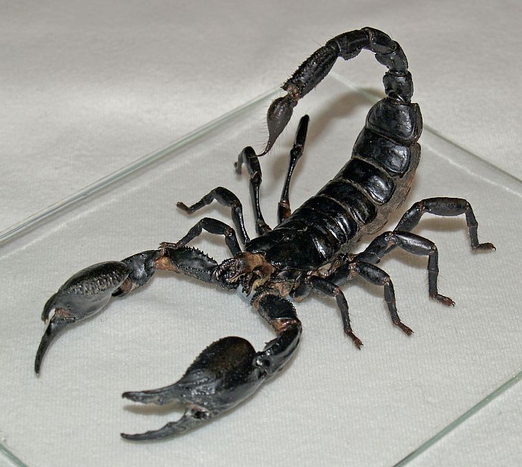 животные, скорпионы - обои на рабочий стол