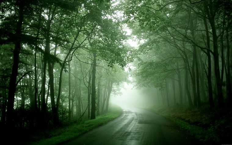 природа, леса, туман, дороги - обои на рабочий стол