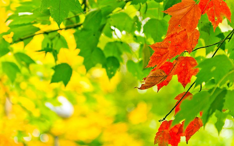 осень, желтый цвет, листья - обои на рабочий стол