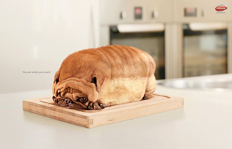 животные, собаки, хлеб - обои на рабочий стол