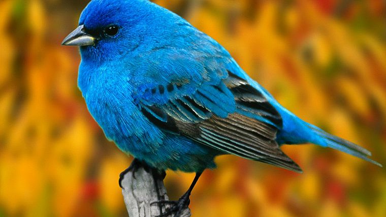 птицы, синие птицы - обои на рабочий стол