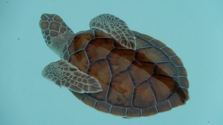 морские черепахи - обои на рабочий стол