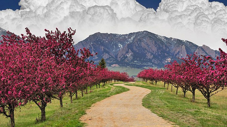 горы, облака, вишни в цвету, деревья, весна, тропа, Колорадо, валун - обои на рабочий стол
