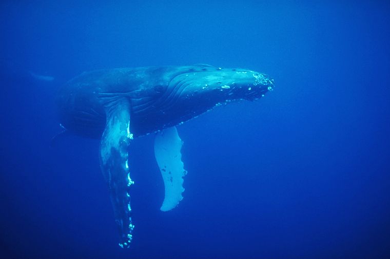 животные, киты, под водой - обои на рабочий стол