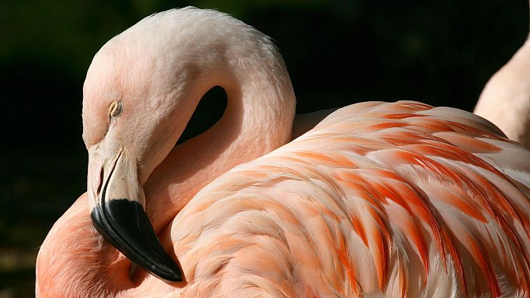 фламинго, чилийский - обои на рабочий стол