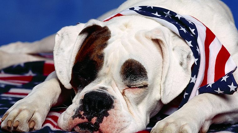 американский, собаки, боксер собака, быдло - обои на рабочий стол