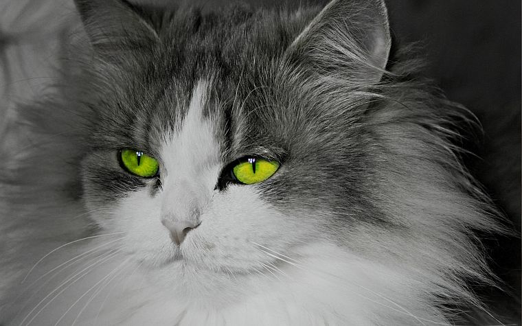 кошки, животные, зеленые глаза, выборочная раскраска - обои на рабочий стол