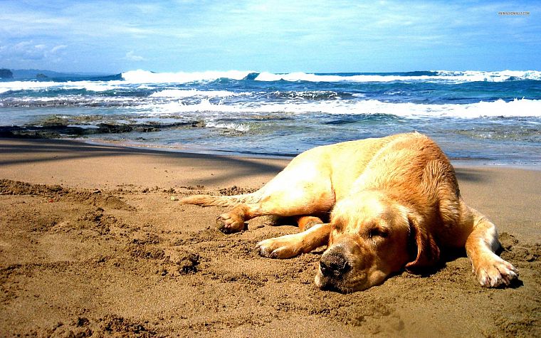 песок, собаки, Лабрадор ретривер, море, пляжи - обои на рабочий стол