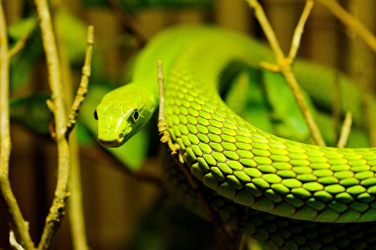 змеи, рептилии - обои на рабочий стол