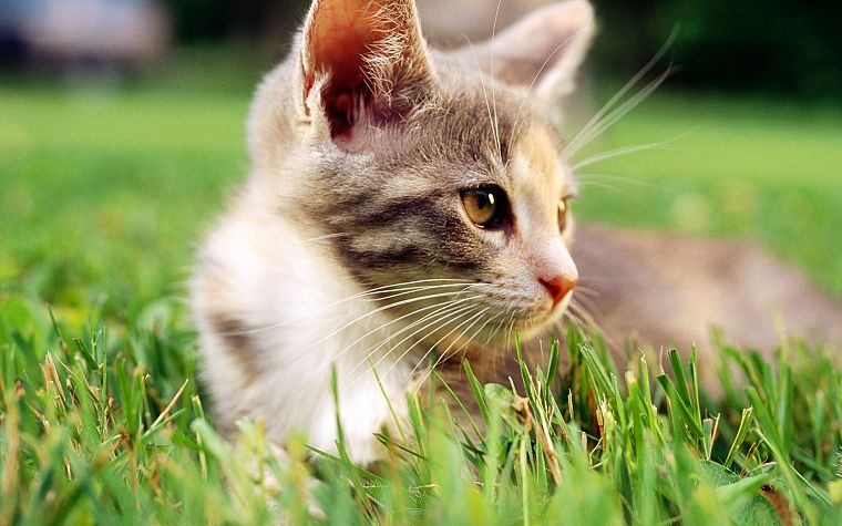 кошки, трава, на открытом воздухе, котята, низкий угол выстрел - обои на рабочий стол