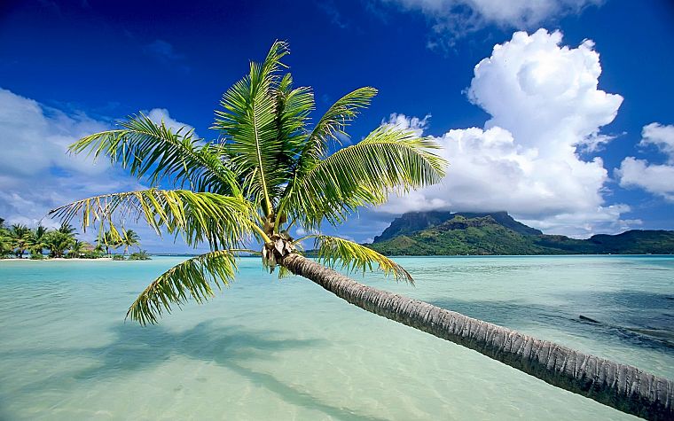 тропический, океаны, пальмовые деревья - обои на рабочий стол