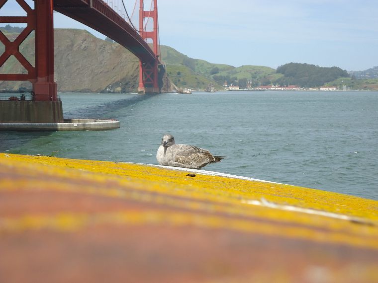 птицы, Мост Золотые Ворота, Сан - Франциско, Sausalito - обои на рабочий стол