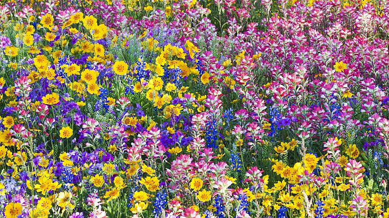 многоцветный, цветы, весна, Техас, полевые цветы, Колокольчики - обои на рабочий стол