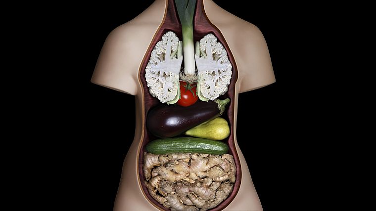 овощи, система, анатомия - обои на рабочий стол