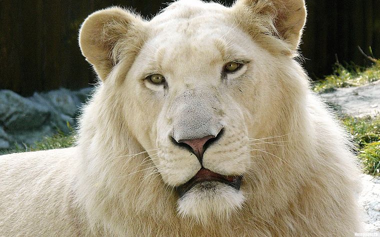 животные, белые львы - обои на рабочий стол