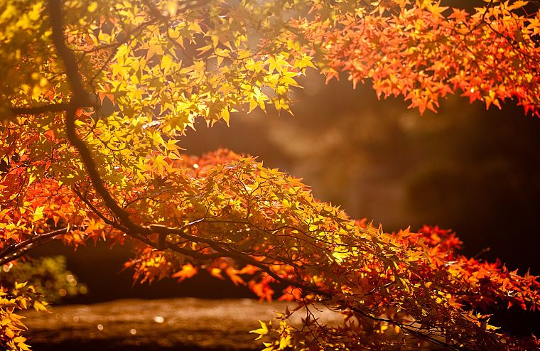 пейзажи, Солнце, деревья, осень, листья, кленовый лист - обои на рабочий стол