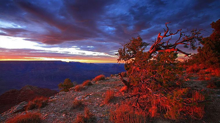 закат, точка, США, Аризона, Гранд-Каньон, Национальный парк, кусты - обои на рабочий стол
