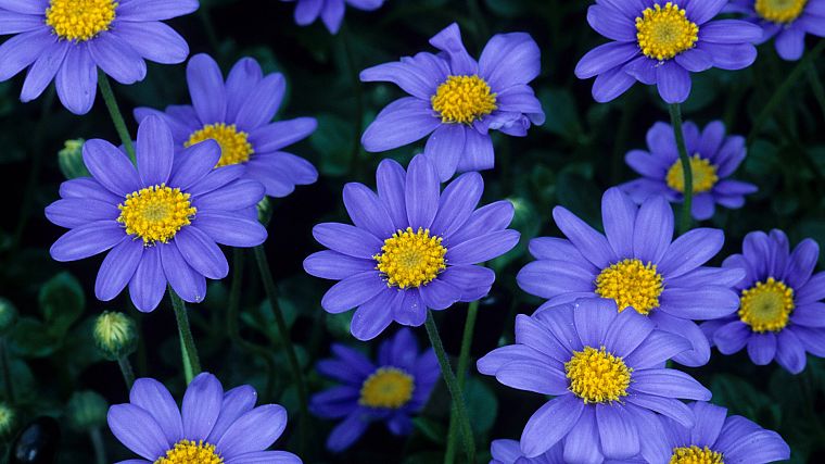синие цветы - обои на рабочий стол