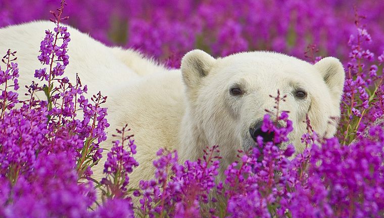 животные, Национальный парк, белые медведи, фиолетовые цветы - обои на рабочий стол