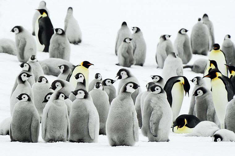 снег, пингвины - обои на рабочий стол