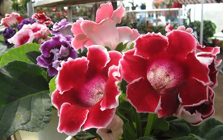 цветы - обои на рабочий стол