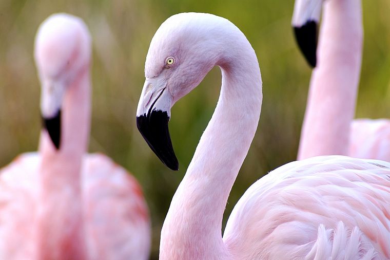 розовый цвет, птицы, фламинго - обои на рабочий стол