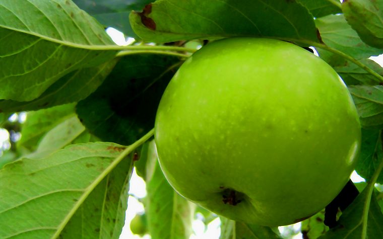 зеленый, природа, фрукты, макро, яблоки - обои на рабочий стол