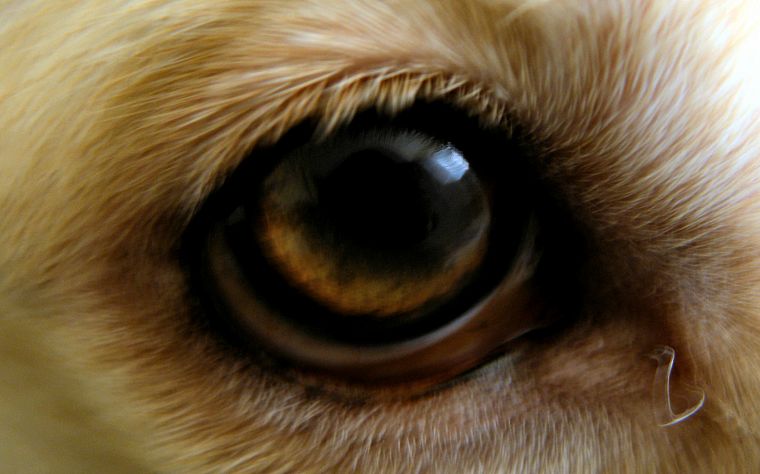 глаза, кошки - обои на рабочий стол