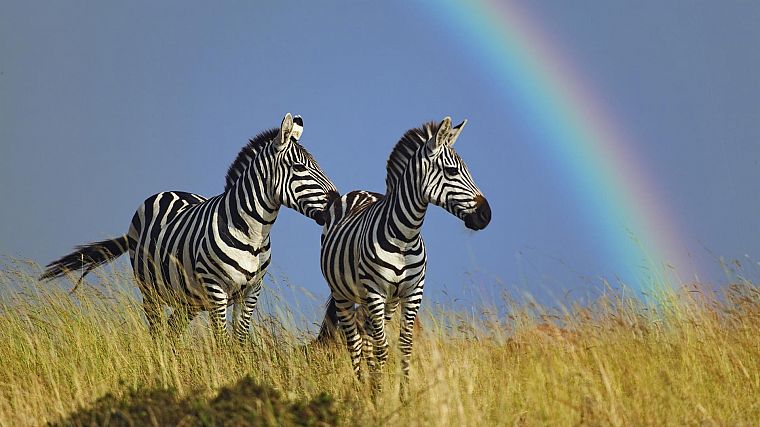 животные, живая природа, радуга, зебры - обои на рабочий стол
