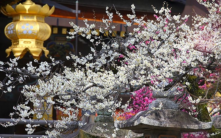 Япония, вишни в цвету, цветы, весна, азиатской архитектуры, японский фонарь - обои на рабочий стол