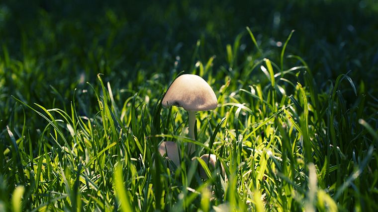 трава, грибы - обои на рабочий стол