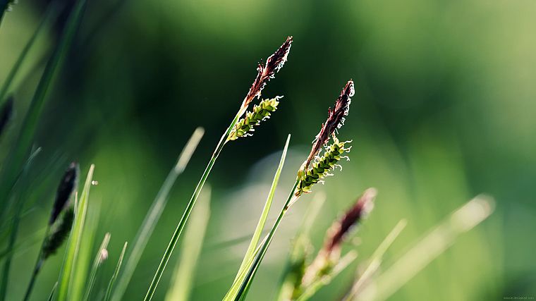 природа, трава, макро - обои на рабочий стол