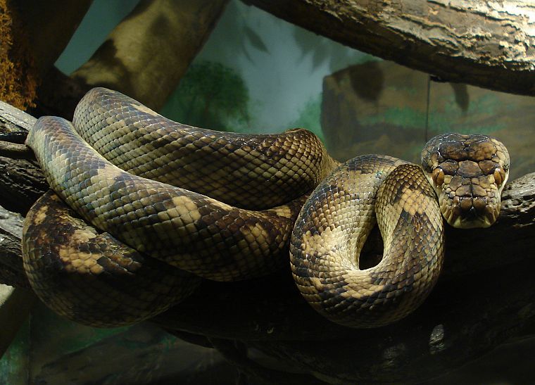 животные, змеи, рептилии - обои на рабочий стол