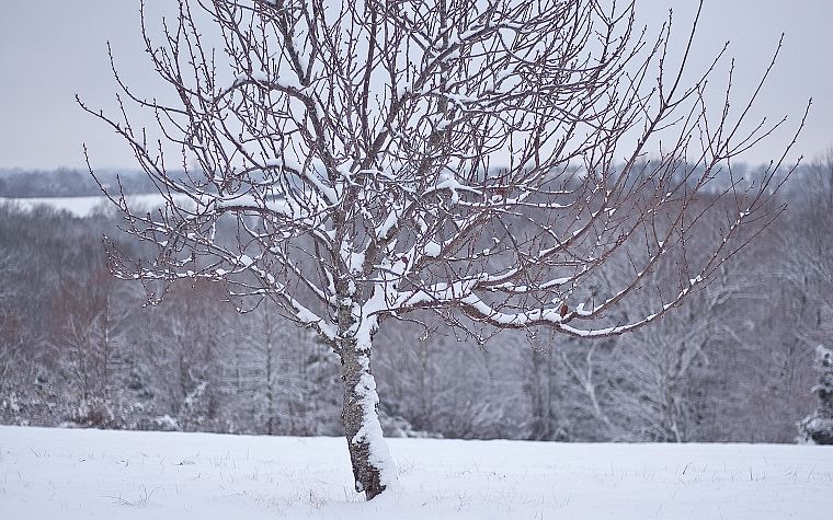 снег, деревья, белый - обои на рабочий стол