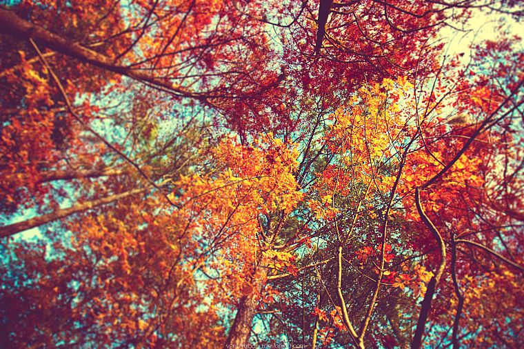 деревья, осень - обои на рабочий стол