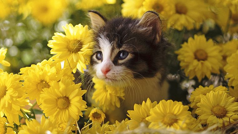 цветы, кошки, котята - обои на рабочий стол
