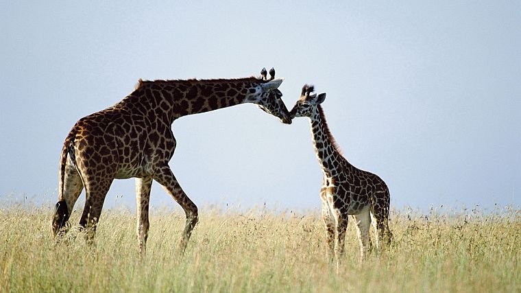 природа, животные, жирафы, ребенок животных - обои на рабочий стол