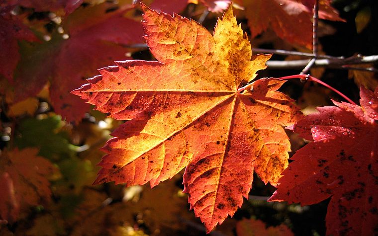 природа, лист, осень, листья, растения, кленовый лист - обои на рабочий стол