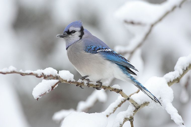 зима, снег, птицы, живая природа, Blue Jay - обои на рабочий стол