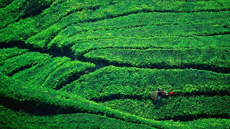 чай, Малайзия, плантация, горная местность - обои на рабочий стол