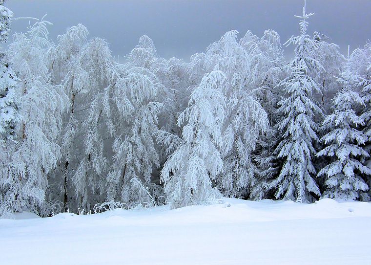 зима, снег, деревья - обои на рабочий стол