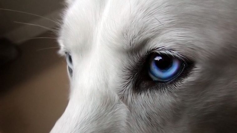 крупный план, глаза, голубые глаза, собаки, домашние питомцы, Сибирский хаски - обои на рабочий стол